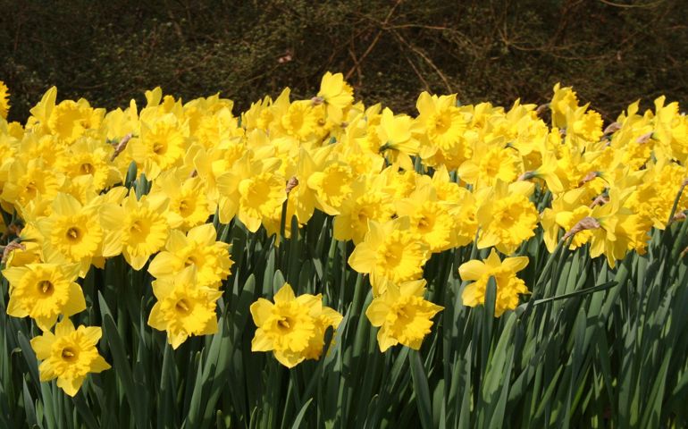 botany-time-can-you-name-these-flowers.jpg