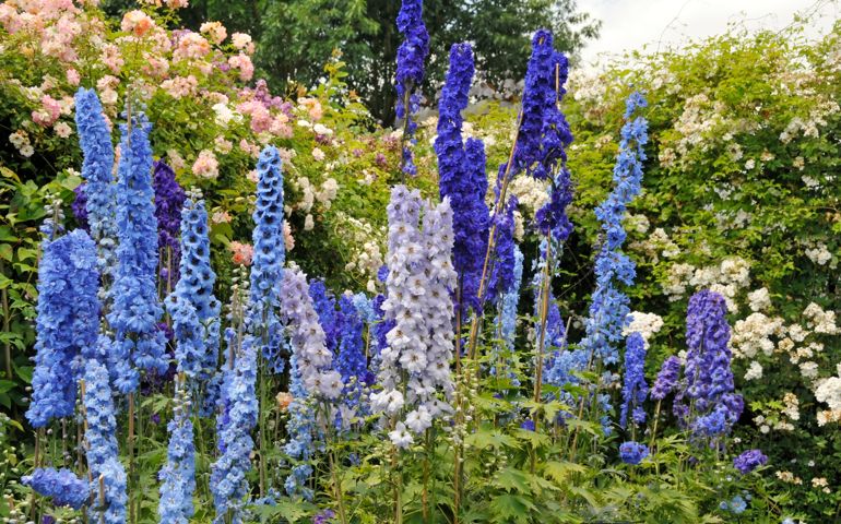 botany-time-can-you-name-these-flowers.jpg