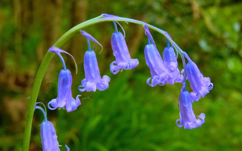 botany-time-can-you-name-these-flowers.jpg