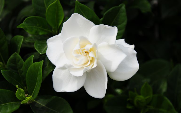 botany-time-can-you-name-these-flowers.jpg