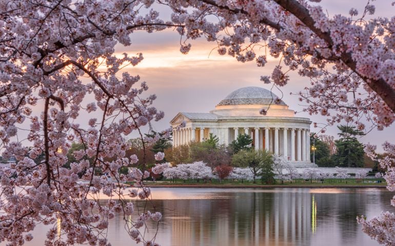 cherry blossoms blooming in Washington DC