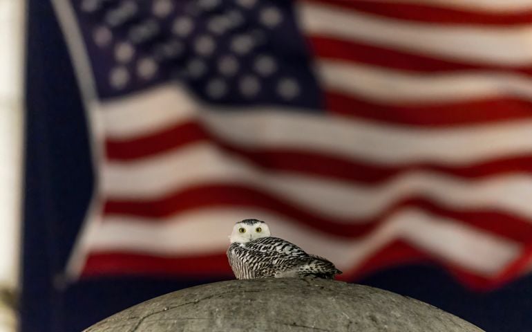 snowy owl perched in front of U.S. flag