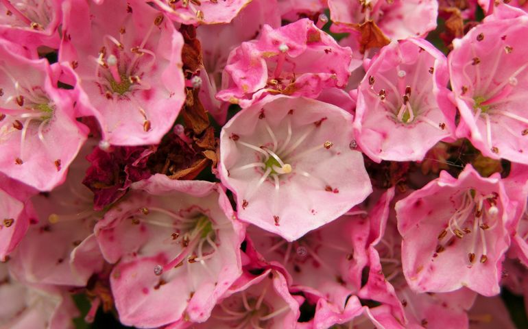botany-time-can-you-name-these-flowers.jpg