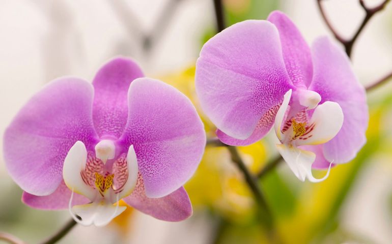 botany-time-can-you-name-these-flowers.jpg