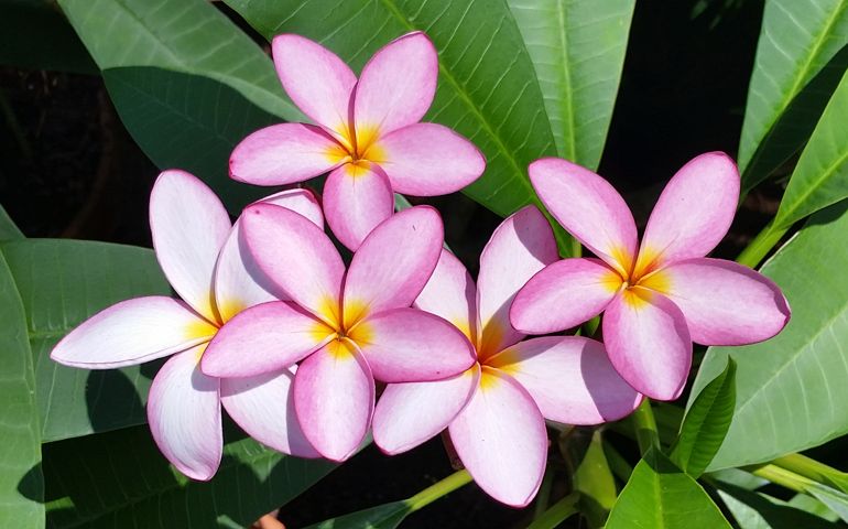 botany-time-can-you-name-these-flowers.jpg