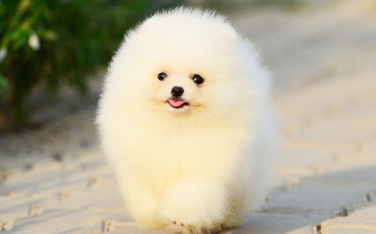 can-you-pass-this-bowwow-dog-breed-quiz.jpg