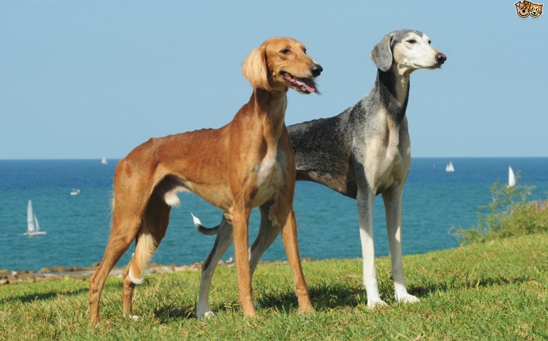 can-you-pass-this-bowwow-dog-breed-quiz.jpg