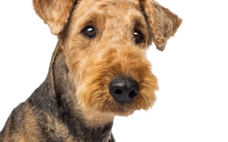 can-you-pass-this-bowwow-dog-breed-quiz.jpg