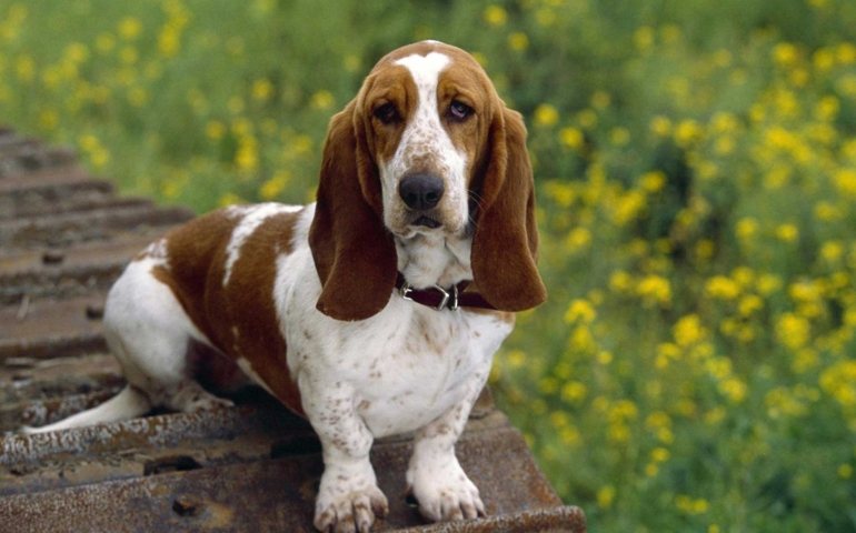 can-you-pass-this-bowwow-dog-breed-quiz.jpg