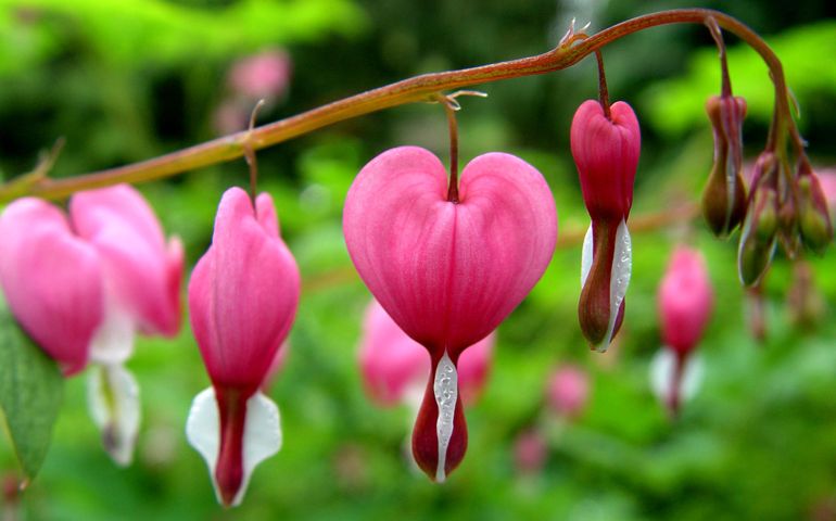 botany-time-can-you-name-these-flowers.jpg