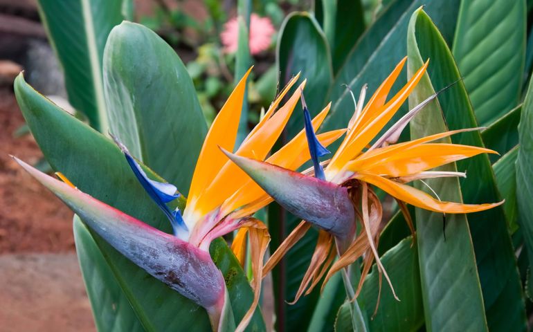 botany-time-can-you-name-these-flowers.jpg
