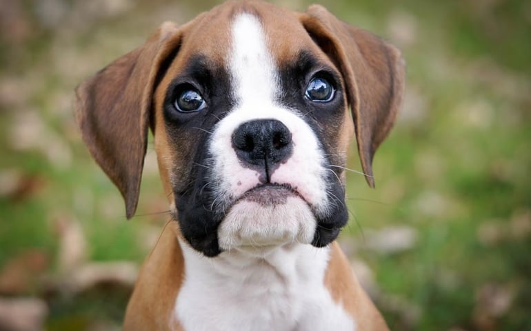 can-you-pass-this-bowwow-dog-breed-quiz.jpg