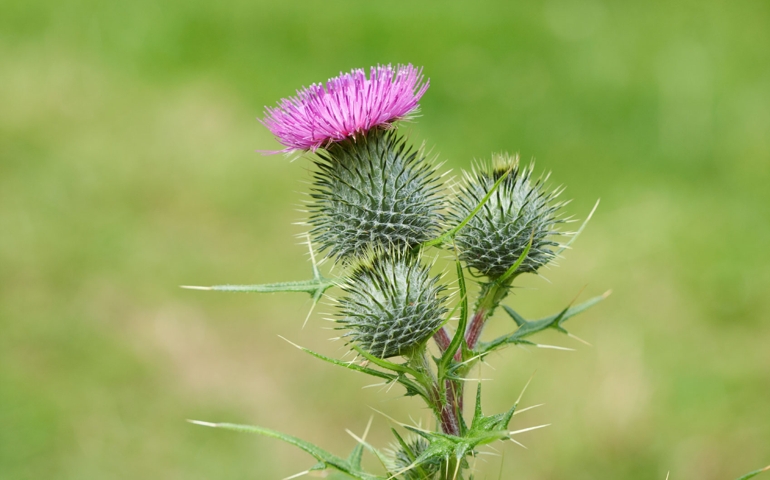 botany-time-can-you-name-these-flowers.jpg
