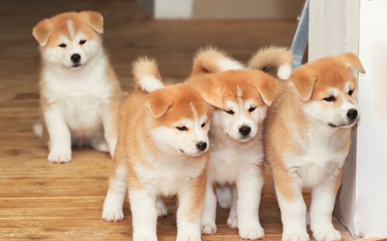 can-you-pass-this-bowwow-dog-breed-quiz.jpg