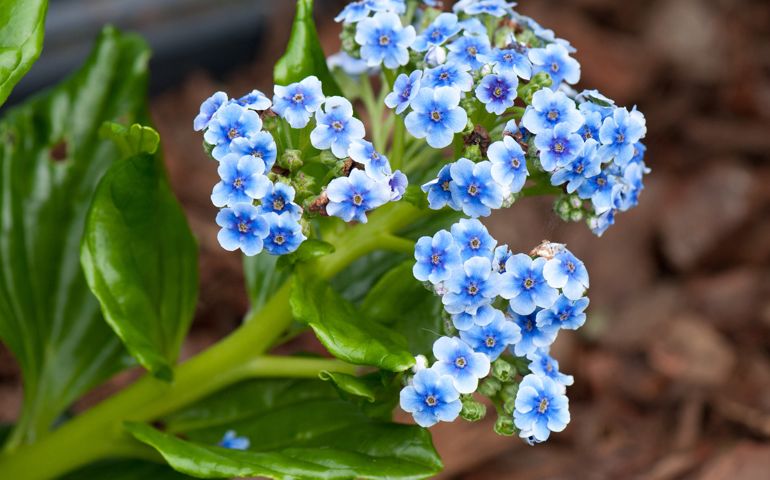 botany-time-can-you-name-these-flowers.jpg