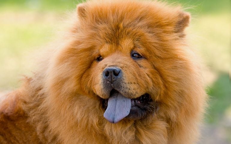 can-you-pass-this-bowwow-dog-breed-quiz.jpg