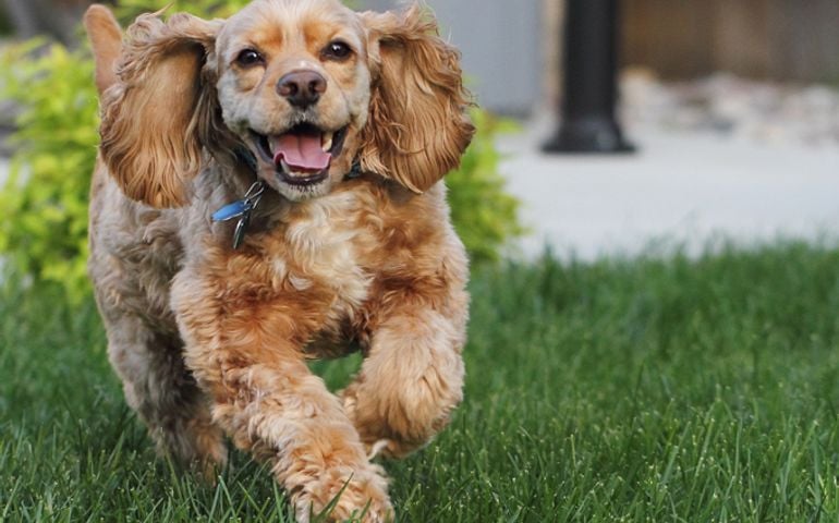 can-you-pass-this-bowwow-dog-breed-quiz.jpg