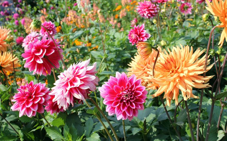 botany-time-can-you-name-these-flowers.jpg