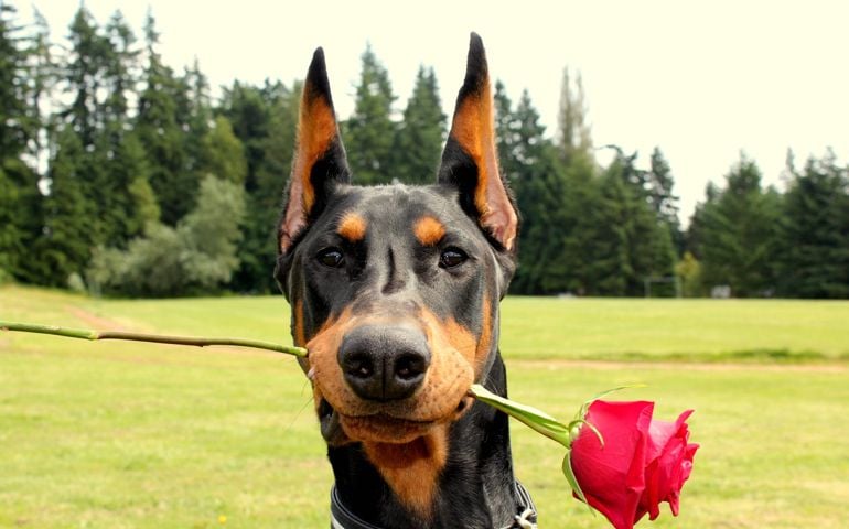 can-you-pass-this-bowwow-dog-breed-quiz.jpg