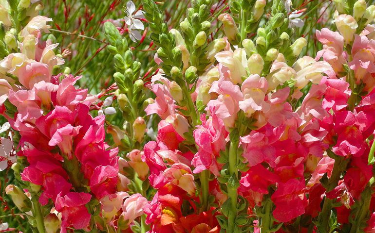 botany-time-can-you-name-these-flowers.jpg