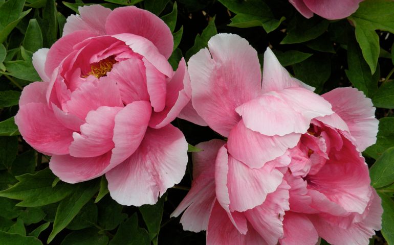 botany-time-can-you-name-these-flowers.jpg