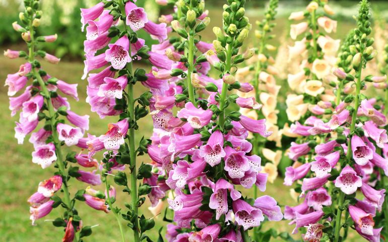 botany-time-can-you-name-these-flowers.jpg