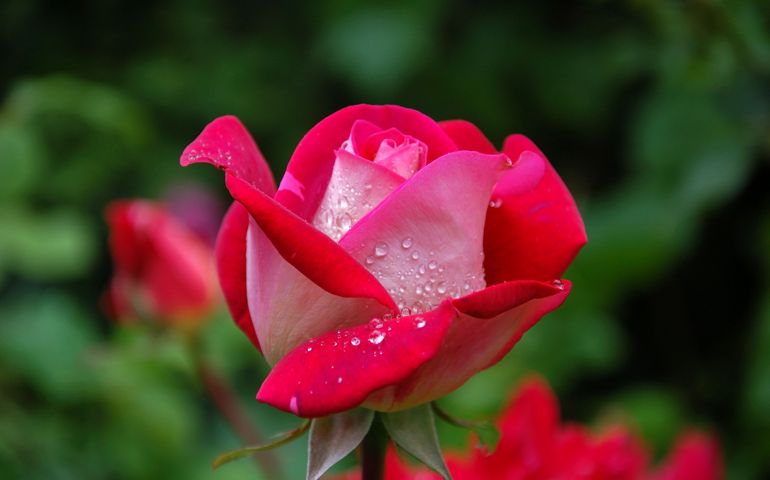 botany-time-can-you-name-these-flowers.jpg