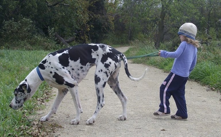 can-you-pass-this-bowwow-dog-breed-quiz.jpg