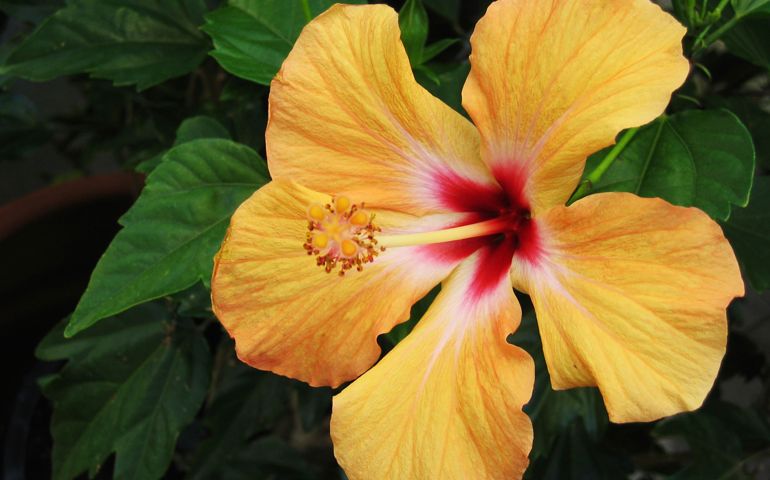 botany-time-can-you-name-these-flowers.jpg