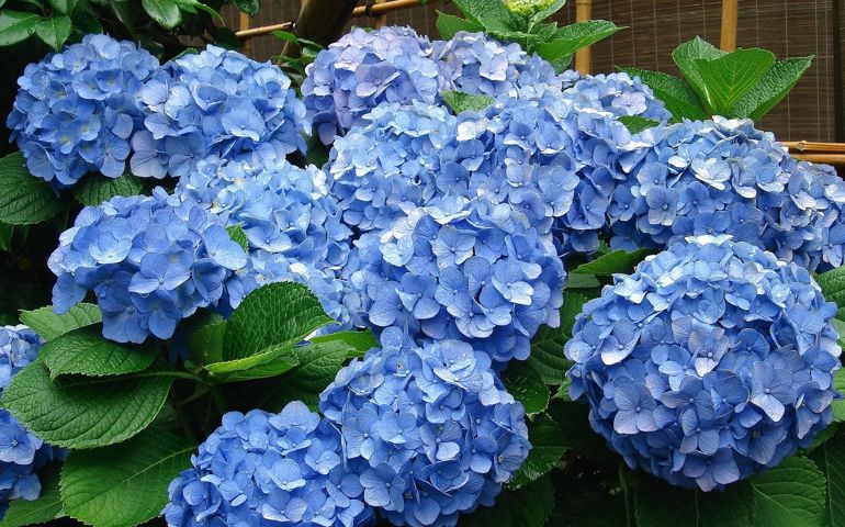 botany-time-can-you-name-these-flowers.jpg