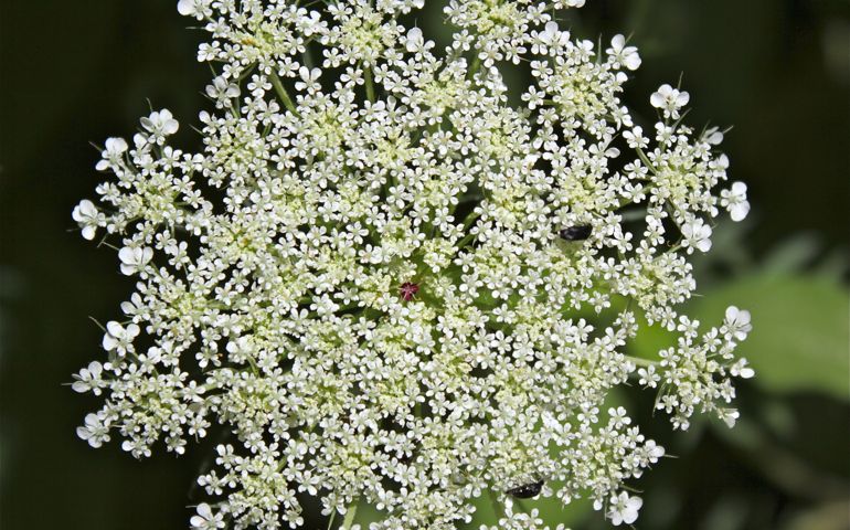 botany-time-can-you-name-these-flowers.jpg