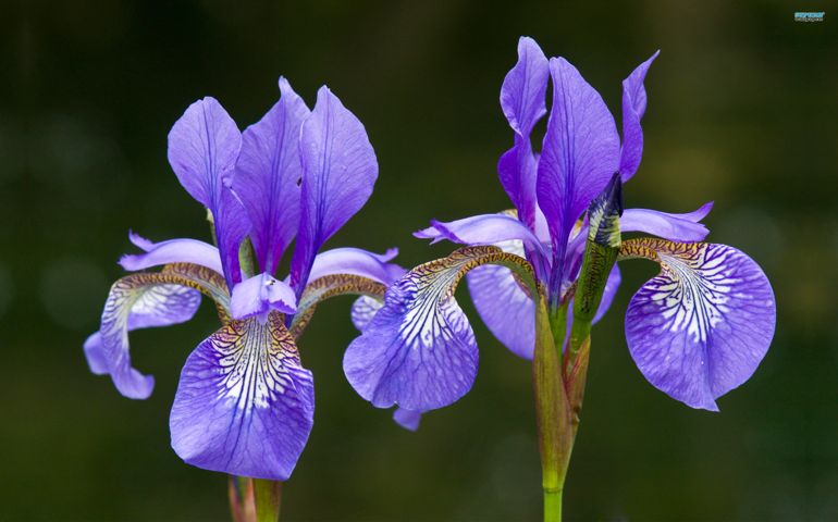 botany-time-can-you-name-these-flowers.jpg