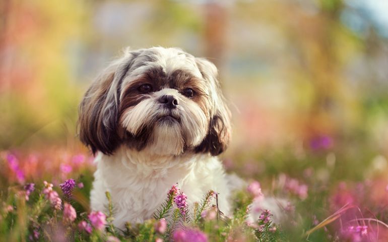 can-you-pass-this-bowwow-dog-breed-quiz.jpg