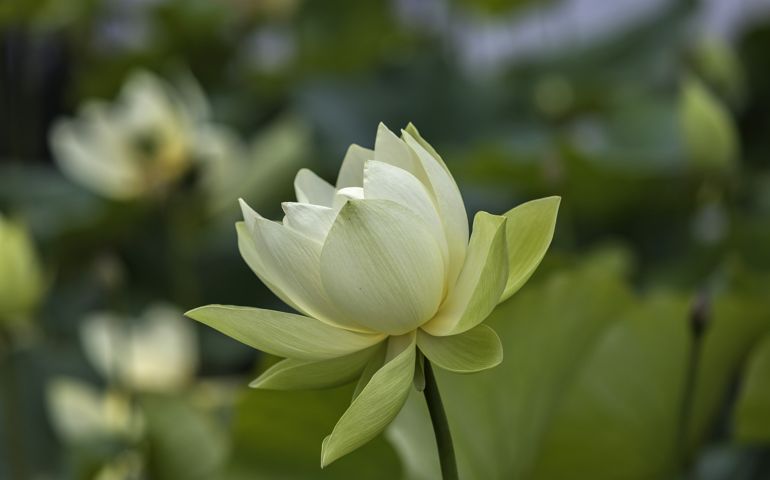botany-time-can-you-name-these-flowers.jpg