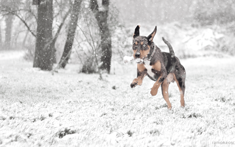 can-you-pass-this-bowwow-dog-breed-quiz.jpg