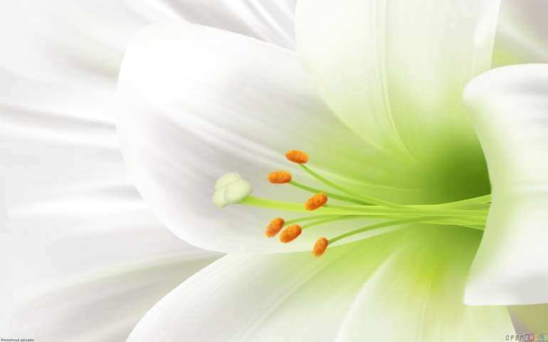 botany-time-can-you-name-these-flowers.jpg