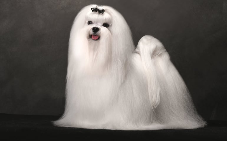 can-you-pass-this-bowwow-dog-breed-quiz.jpg