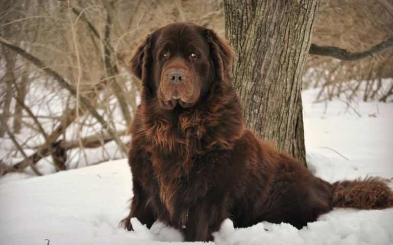 can-you-pass-this-bowwow-dog-breed-quiz.jpg