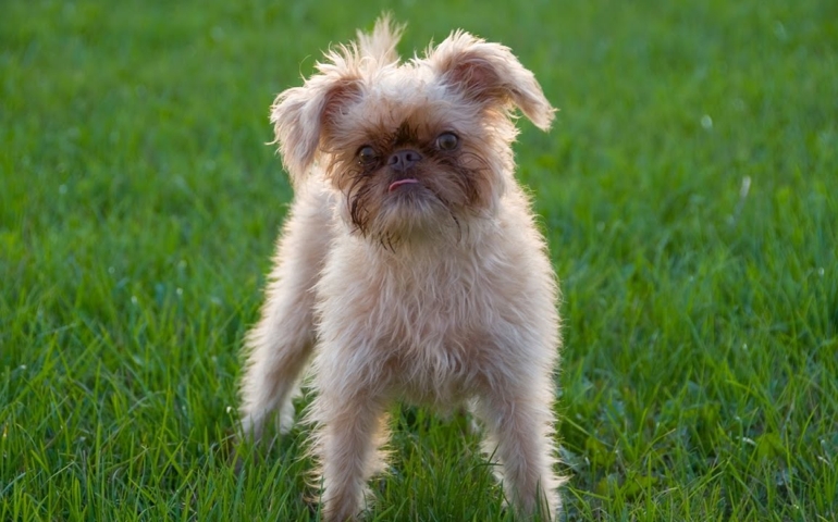 can-you-pass-this-bowwow-dog-breed-quiz.jpg
