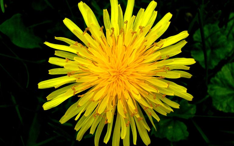 botany-time-can-you-name-these-flowers.jpg