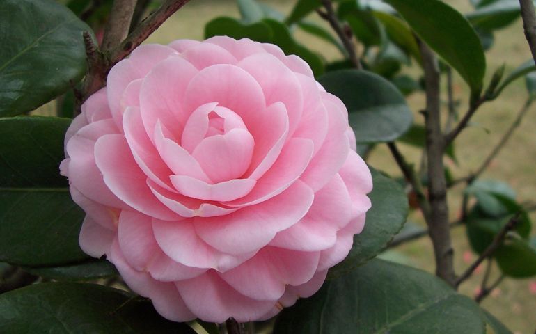 botany-time-can-you-name-these-flowers.jpg