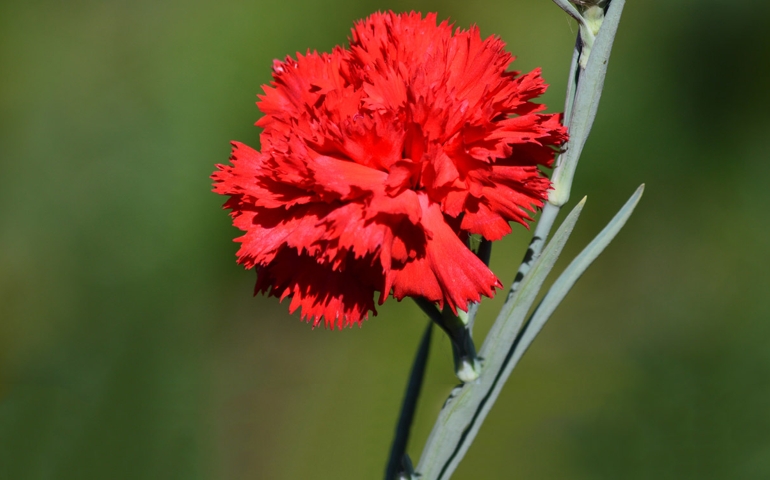botany-time-can-you-name-these-flowers.jpg