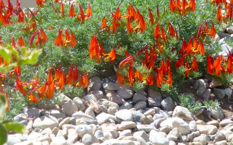 botany-time-can-you-name-these-flowers.jpg