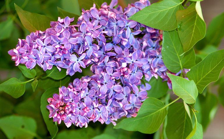 botany-time-can-you-name-these-flowers.jpg