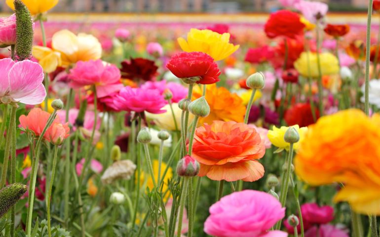 botany-time-can-you-name-these-flowers.jpg