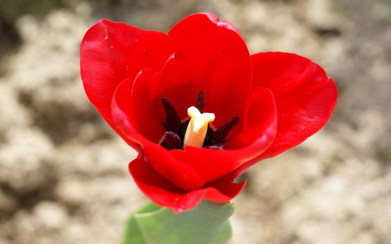 botany-time-can-you-name-these-flowers.jpg