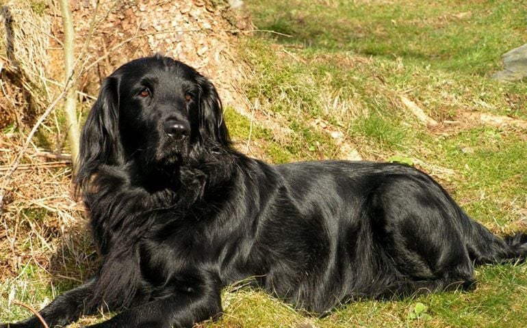 can-you-pass-this-bowwow-dog-breed-quiz.jpg
