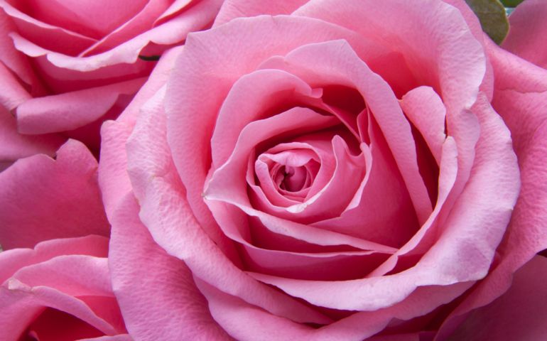 botany-time-can-you-name-these-flowers.jpg
