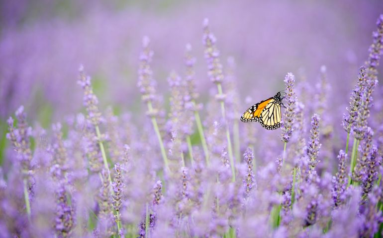 botany-time-can-you-name-these-flowers.jpg