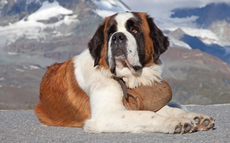 can-you-pass-this-bowwow-dog-breed-quiz.jpg